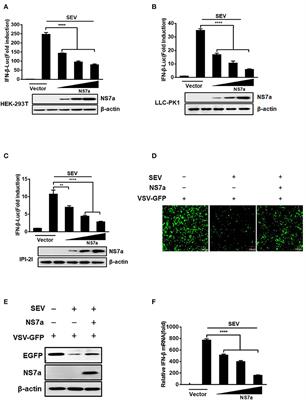 Porcine Deltacoronavirus Accessory Protein NS7a Antagonizes IFN-β Production by Competing With TRAF3 and IRF3 for Binding to IKKε